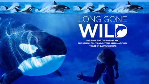 Long Gone Wild cover image