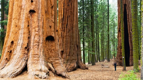The Wonders of America's State Parks. Episode 21, California’s Coastal Redwood Parks cover image