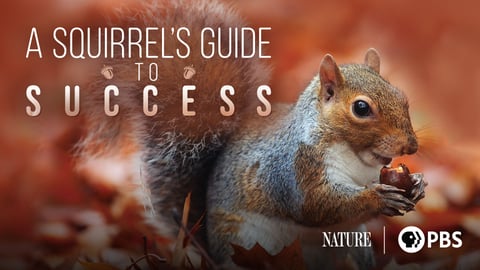 A Squirrel's Guide to Success cover image