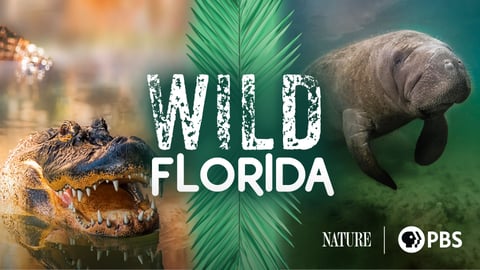 Wild Florida cover image