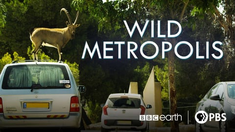 Wild Metropolis cover image