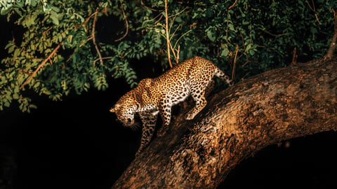 Night Safaris cover image
