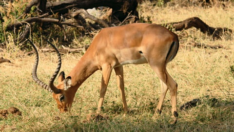 African Herbivores And Antelopes cover image