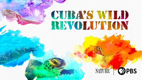 Cuba’s Wild Revolution cover image