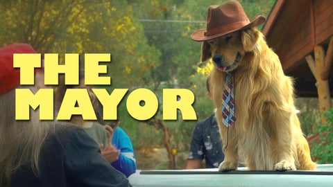 The Mayor cover image