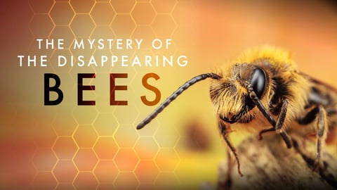 The Mystery of the Disappearing Bees cover image