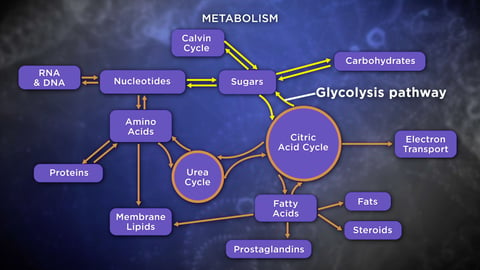 Biochemistry and Molecular Biology: How Life Works. Episode 12, Breaking Down Sugars and Fatty Acids cover image