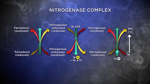 Biochemistry and Molecular Biology: How Life Works. Episode 19, Recycling Nitrogen: Amino Acids, Nucleotides cover image