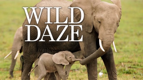 Wild Daze cover image