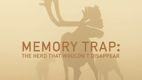 Memory Trap: The Herd That Wouldn't Disappear cover image