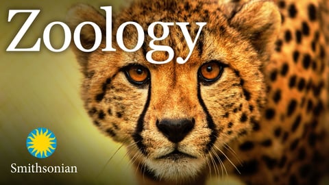 Zoology: Understanding the Animal World cover image