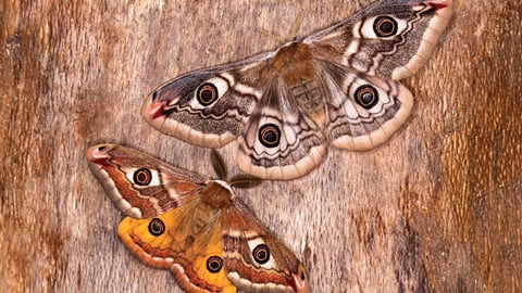 Zoology: Understanding the Animal World. Episode 6, Bees, Butterflies, and Saving Biodiversity cover image