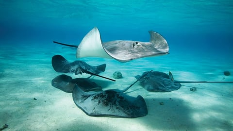Zoology: Understanding the Animal World. Episode 8, Bony Fish, Skates, Sharks, and Rays cover image