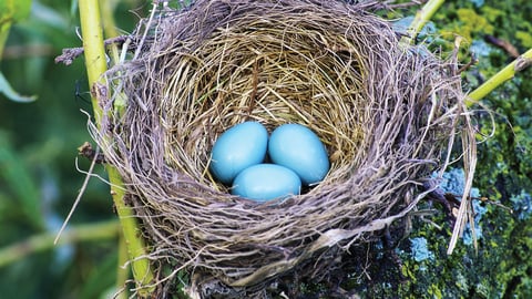 Zoology: Understanding the Animal World. Episode 12, Form and Function: Bird Nests and Eggs cover image