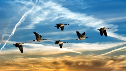Zoology: Understanding the Animal World. Episode 13, Taking to the Sky: Bird Migration cover image