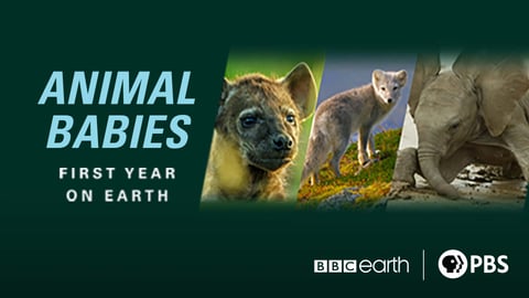 Animal Babies: First Year on Earth cover image
