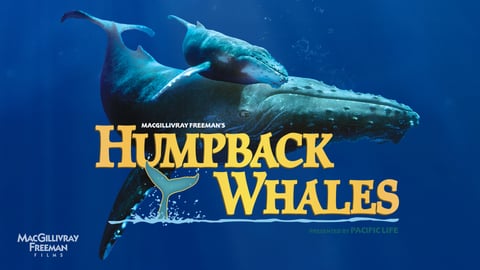 Humpback Whales cover image
