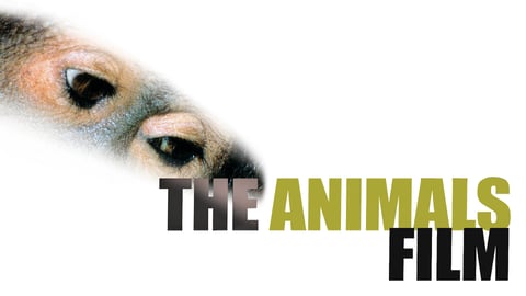 The Animals Film cover image