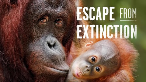 Escape from Extinction cover image