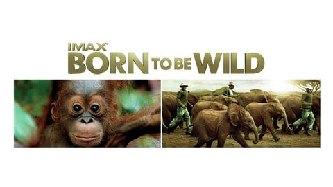 IMAX: Born to Be Wild cover image