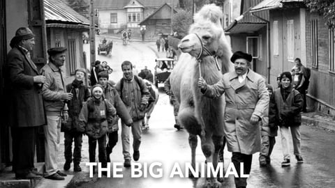 The Big Animal