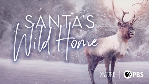 Santa's Wild Home cover image