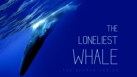 The Loneliest Whale cover image