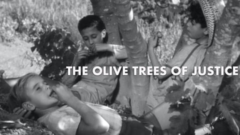 Olive Trees of Justice