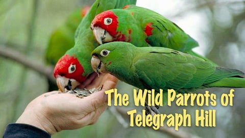 The Wild Parrots Of Telegraph Hill
