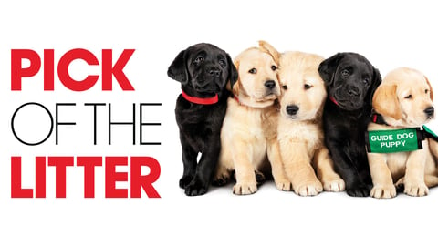 Pick of the Litter cover image