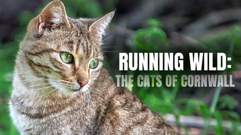 Running Wild: The Cats of Cornwall cover image