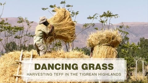 Dancing Grass. Harvesting Teff in the Tigrean Highlands