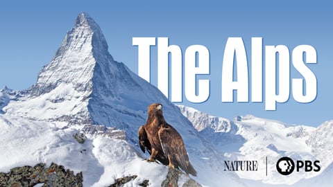 Nature: The Alps cover image