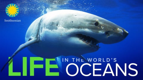 Life in the World's Oceans cover image