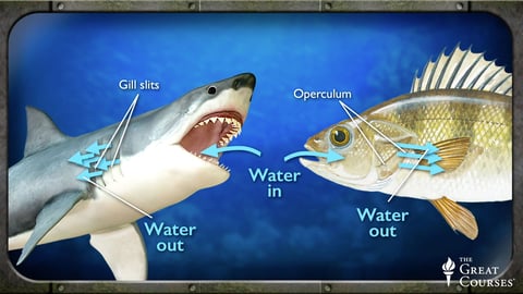 Life in the World's Oceans. Episode 11, Sharks and Rays cover image