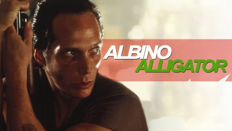 Albino Alligator cover image