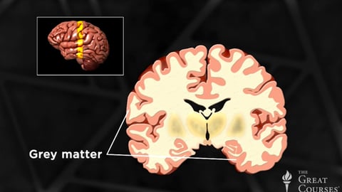Are Bigger Brains Smarter? cover image