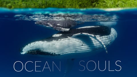 Ocean Souls cover image