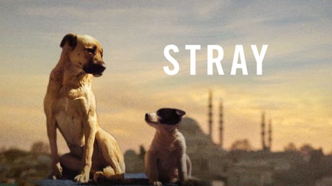 Stray cover image