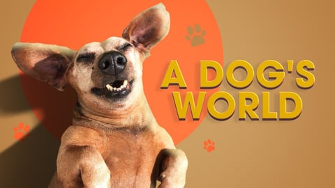A Dog's World cover image