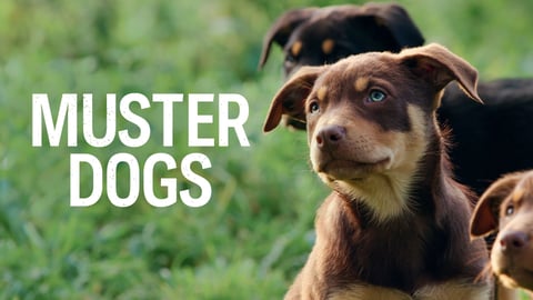 Muster Dogs cover image