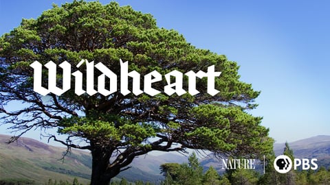 WildHeart cover image