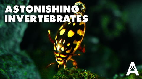 Astonishing Invertebrates cover image