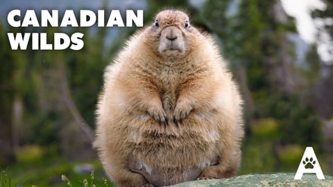 Canadian Wilds cover image