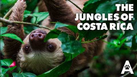 The Jungles of Costa Rica