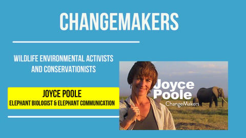 Joyce Poole: Elephant Biologist &amp; Elephant Communication