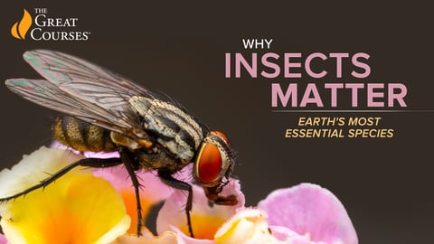 Why Insects Matter: Earth's Most Essential Species cover image