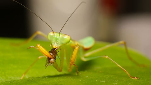 Why Insects Matter: Earth's Most Essential Species. Episode 13, Insects as Predators cover image