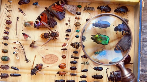 Why Insects Matter: Earth's Most Essential Species. Episode 22, Collecting Insects cover image