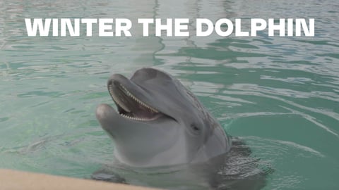 Winter the Dolphin cover image
